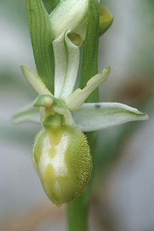 Ophrys exaltata subsp. arachnitiformis farbvariante_color-variant \ Spinnenähnliche Ragwurz / False Spider Orchid, F  Blausasc 29.3.2003 