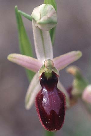 Ophrys exaltata subsp. arachnitiformis \ Spinnenähnliche Ragwurz / False Spider Orchid, F  Breil-sur-Roya 12.4.2004 