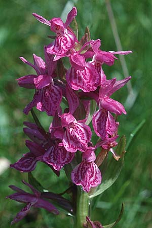 Dactylorhiza alpestris \ Alpen-Fingerwurz / Alpine Marsh Orchid, F  Allevard 28.6.1998 