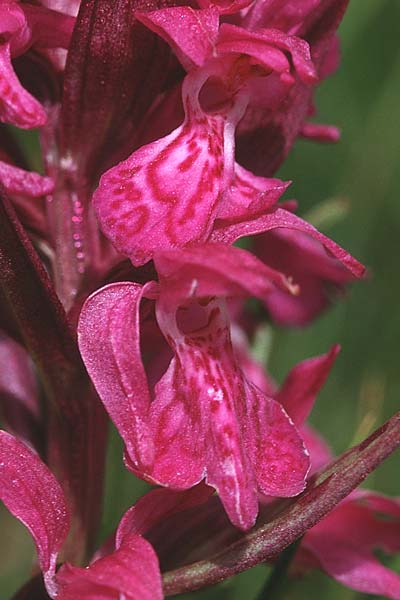 Dactylorhiza alpestris \ Alpen-Fingerwurz, F  Pyrenäen, Pas de la Casa 2.7.1998 