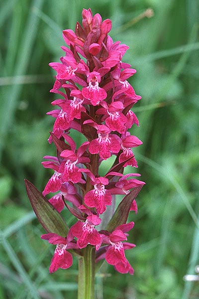 Dactylorhiza alpestris \ Alpen-Fingerwurz / Alpine Marsh Orchid, F  Pyrénées-Atlantiques 3.7.1998 