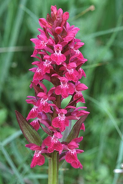 Dactylorhiza alpestris \ Alpen-Fingerwurz, F  Pyrénées-Atlantiques 3.7.1998 