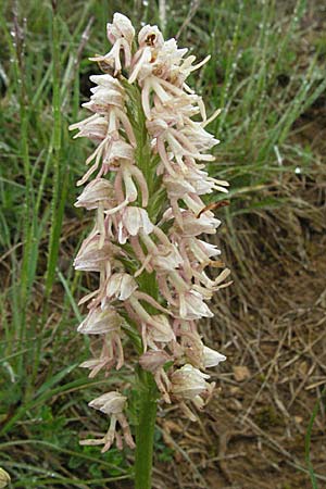 Aceras anthropophorum x Orchis militaris, F   Severac-le-Chateau 16.5.2007 