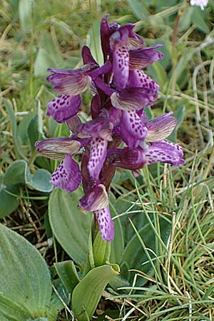 Anacamptis morio \ Salep-Knabenkraut, Kleines Knabenkraut / Green-Winged Orchid, F  Caussols 2.5.2023 