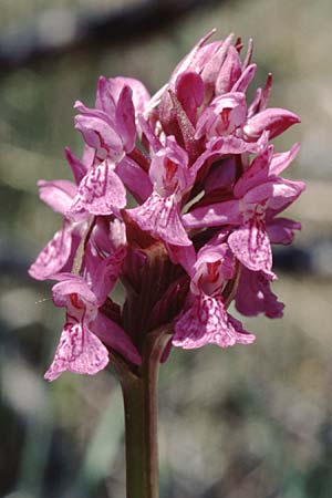 Dactylorhiza angustata \ Schmale Fingerwurz, F  Briancon 29.6.1998 