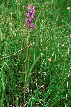 Dactylorhiza angustata \ Schmale Fingerwurz / Narrow Orchid, F  Briancon 29.6.1998 