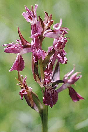 Dactylorhiza angustata \ Schmale Fingerwurz, F  Briancon 26.6.2000 