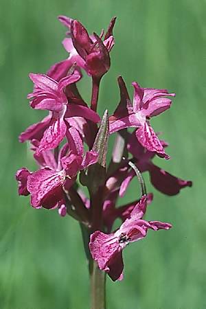 Dactylorhiza angustata \ Schmale Fingerwurz, F  Briancon 26.6.2000 