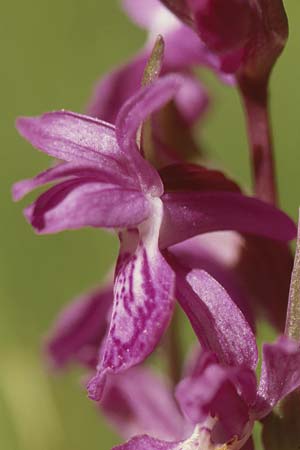 Dactylorhiza angustata \ Schmale Fingerwurz, F  Briancon 26.6.2000 