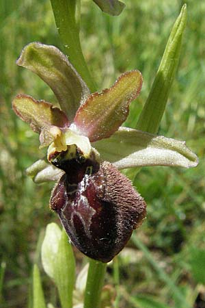 Ophrys aveyronensis x garganica subsp. passionis, F   Causse du Larzac 15.5.2007 