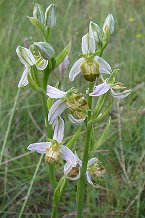 Ophrys apifera var. bicolor \ Zweifarbige Bienen-Ragwurz / Two-Colored Bee Orchid, F  Severac-le-Chateau 23.6.2008 