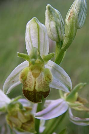 Ophrys apifera var. bicolor \ Zweifarbige Bienen-Ragwurz / Two-Colored Bee Orchid, F  Severac-le-Chateau 23.6.2008 