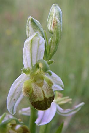 Ophrys apifera var. bicolor \ Zweifarbige Bienen-Ragwurz / Two-Colored Bee Orchid, F  Severac-le-Chateau 23.6.2008 