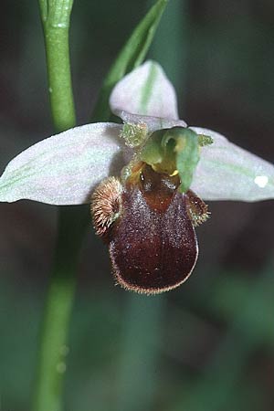 Ophrys apifera var. bicolor \ Zweifarbige Bienen-Ragwurz / Two-Colored Bee Orchid, F  Bagnols-en-Foret 11.5.2002 