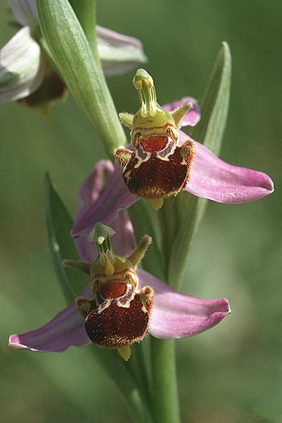 Ophrys apifera \ Bienen-Ragwurz / Bee Orchid, F  Montelimar 23.5.1998 