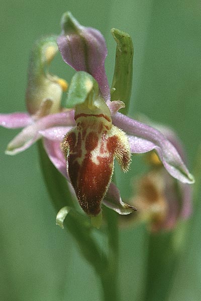 Ophrys apifera var. trollii \ Trolls Bienen-Ragwurz / Troll's Bee Orchid, F  Charente Vars 1.6.2000 