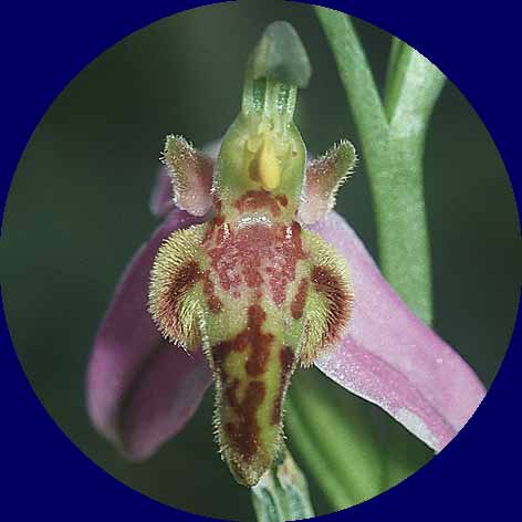 Ophrys apifera var. trollii, F Dept.Aude Bugarach 4.6.01