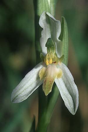 Ophrys apifera var. brevilabellata \ Kurzlippige Bienen-Ragwurz / Short-Lipped Bee Orchid, F  Saint Affrique 28.5.2005 