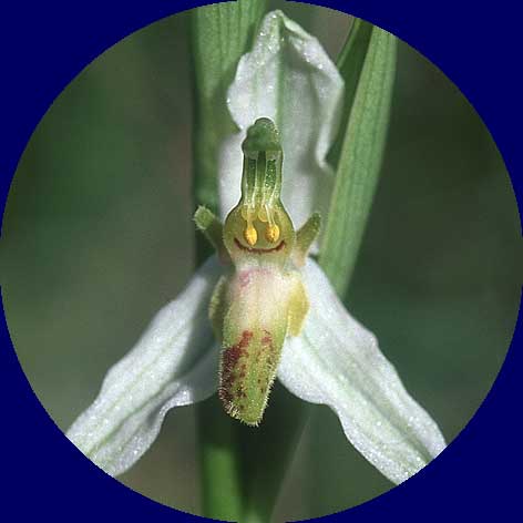 Ophrys apifera var. brevilabellata, F Dept. Aveyron 28.5.05