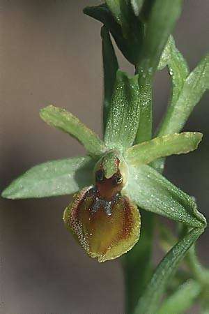 Ophrys araneola \ Kleine Spinnen-Ragwurz / Small Spider Orchid, F  Massif de l'Estaque 11.3.2001 
