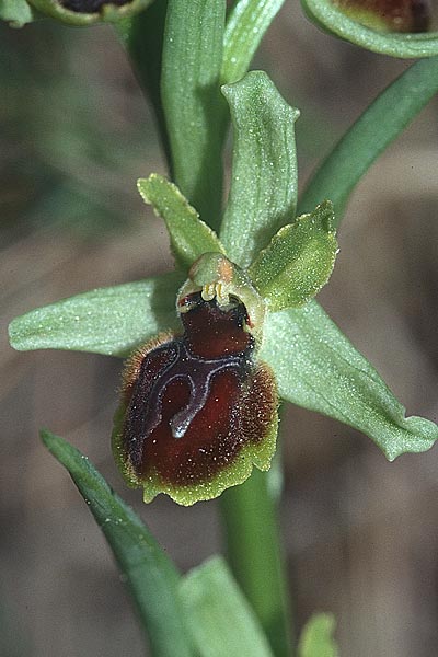 Ophrys araneola \ Kleine Spinnen-Ragwurz / Small Spider Orchid, F  Montagne de la Clape 13.4.2001 