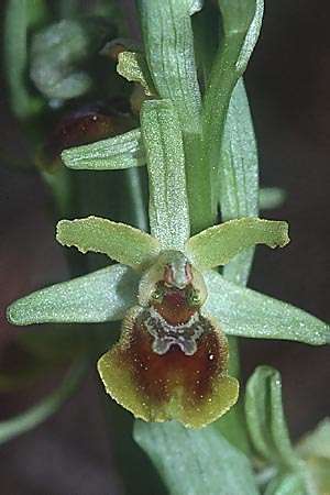 Ophrys araneola \ Kleine Spinnen-Ragwurz / Small Spider Orchid, F  Montagne du Luberon 29.3.2002 