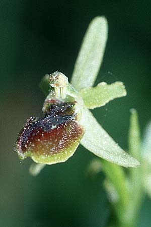 Ophrys araneola \ Kleine Spinnen-Ragwurz / Small Spider Orchid, F  Elsass/Alsace 7.5.2003 