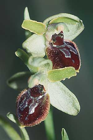 Ophrys araneola \ Kleine Spinnen-Ragwurz / Small Spider Orchid, F  Bouches du Rhone, Orgon 13.4.2004 