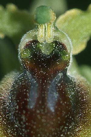 Ophrys araneola / Small Spider Orchid, F  Causse du Larzac 4.6.2004 