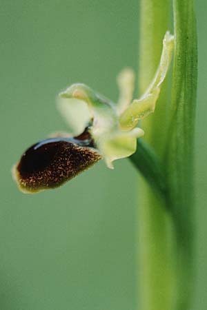 Ophrys argensonensis \ Argenson-Ragwurz / Argenson Spider Orchid, F  Charente-Maritime, Le Douhet 1.6.2000 