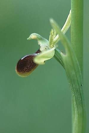 Ophrys argensonensis \ Argenson-Ragwurz, F  Charente-Maritime, Le Douhet 1.6.2000 