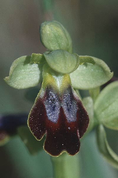 Ophrys forestieri / Dull Orchid, F  Massif de l'Estaque 21.4.2000 