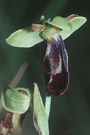 Ophrys forestieri \ Braune Ragwurz / Dull Orchid, F  Blausasc 30.4.2001 