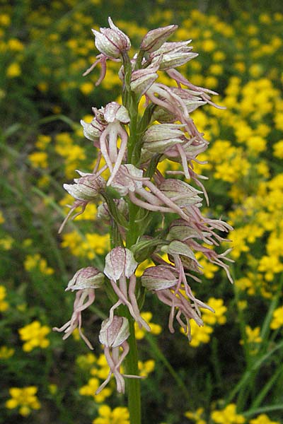 Aceras anthropophorum x Orchis simia, F   Causse du Larzac 16.5.2007 