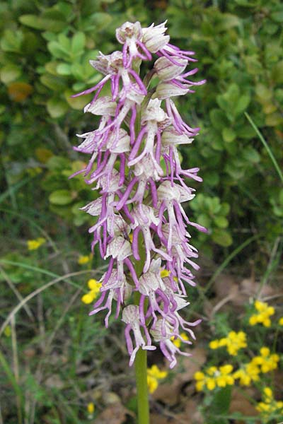 Aceras anthropophorum x Orchis simia, F   Causse du Larzac 16.5.2007 