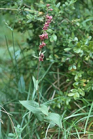 Epipactis atrorubens \ Braunrote Ständelwurz / Dark-red Helleborine, F  Pyrenäen/Pyrenees, Montferrer 28.7.2000 