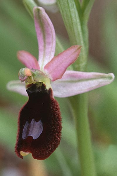 Ophrys aurelia \ Via-Aurelia-Ragwurz, F  Massif de l'Estaque 17.4.1999 