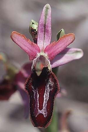 Ophrys aurelia \ Via-Aurelia-Ragwurz / Via Aurelia Orchid, F  Blausasc 27.4.2002 