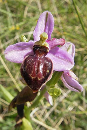 Ophrys aveyronensis \ Aveyron-Ragwurz / Aveyron Spider Orchid, F  Lapanouse-de-Cernon 31.5.2009 