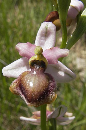Ophrys aveyronensis \ Aveyron-Ragwurz / Aveyron Spider Orchid, F  Causse du Larzac 3.6.2009 