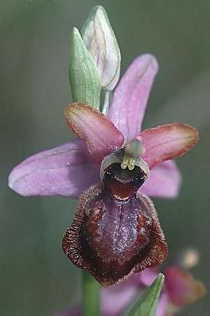 Ophrys aveyronensis \ Aveyron-Ragwurz / Aveyron Spider Orchid, F  Causse du Larzac 28.5.2000 