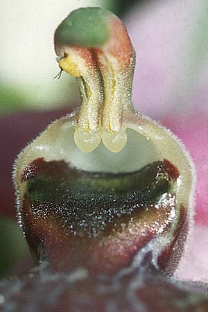 Ophrys aveyronensis \ Aveyron-Ragwurz / Aveyron Spider Orchid, F  Lapanouse-de-Cernon 5.6.2004 