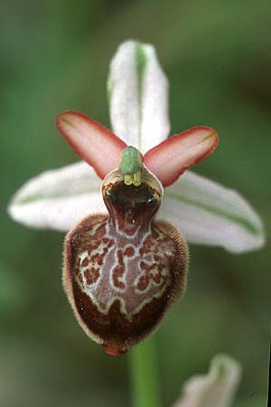 Ophrys aveyronensis \ Aveyron-Ragwurz / Aveyron Spider Orchid, F  Lapanouse-de-Cernon 5.6.2004 