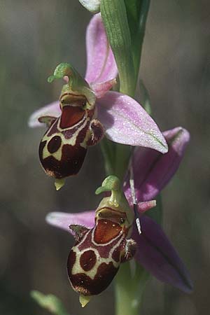 Ophrys apifera x corbariensis, F   Corbières, Treilles 27.5.2005 