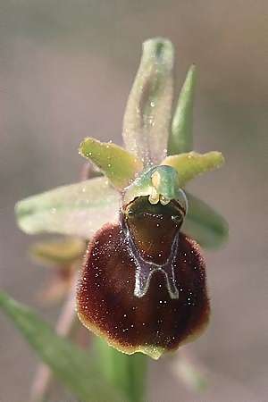 Ophrys araneola x holoserica, F   Elsass/Alsace 7.5.2003 