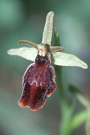 Ophrys araneola x insectifera, F   Elsass/Alsace 7.5.2003 