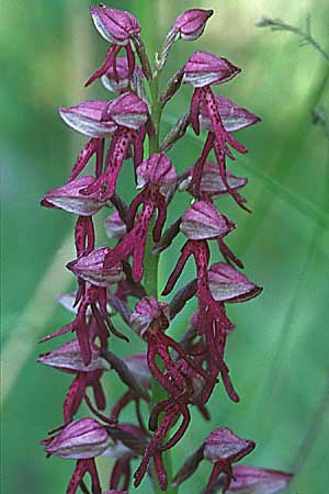 Aceras anthropophorum x Orchis militaris, F   Lothringen/Lorraine 16.5.1998 