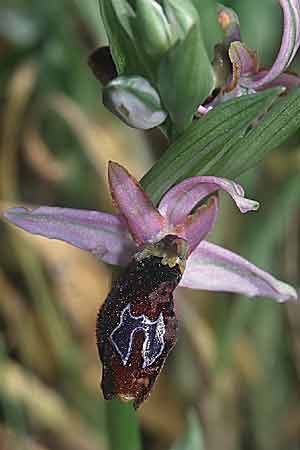 Ophrys aurelia x splendida, F   Massif de l'Estaque 14.4.2001 