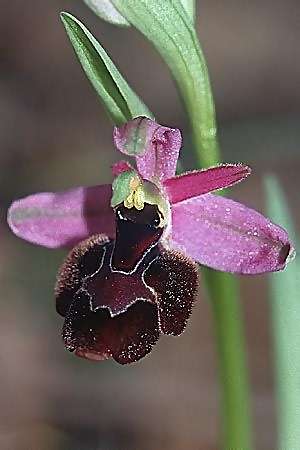 Ophrys aurelia x scolopax, F   Bagnols-en-Foret 28.4.2002 