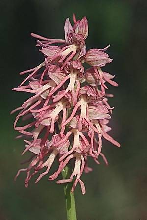 Aceras anthropophorum x Orchis simia, F   Dept. Gard, Alzon 4.5.2002 